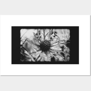 Vintage sea holly on a black and white film Posters and Art